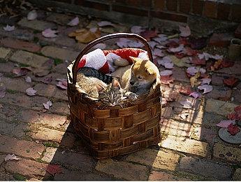 粉丝自制虚幻5《刺客信条：无限》实机演示